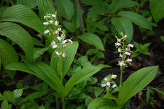 Eulophia herbacea